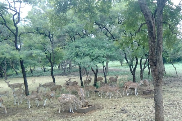πάρκα-στο-andhra-pradesh-mahavir-harina-vanasthali-national-park