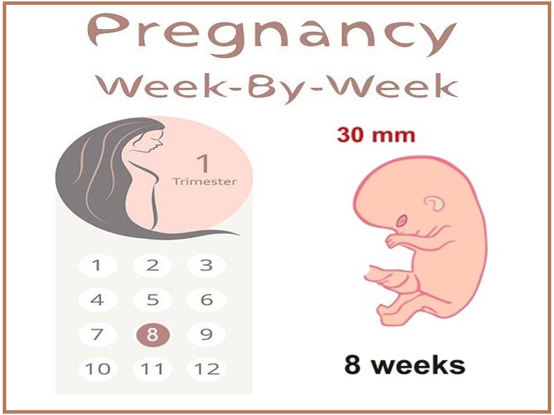 8. raskausviikko