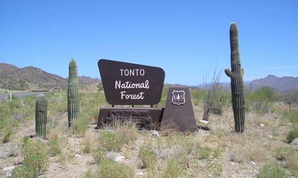 Kuuluisa metsäleirintäalue-Tonto National Forest, Arizona