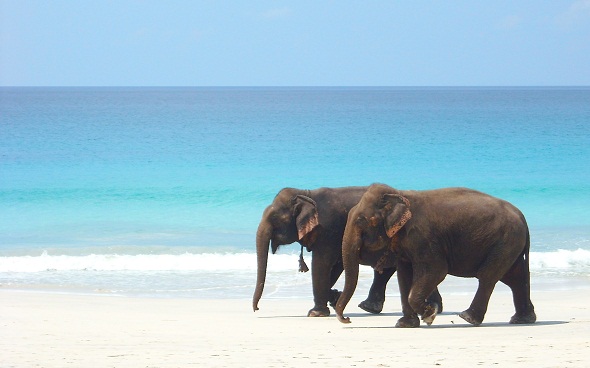 ελέφαντες βόλτα στην παραλία