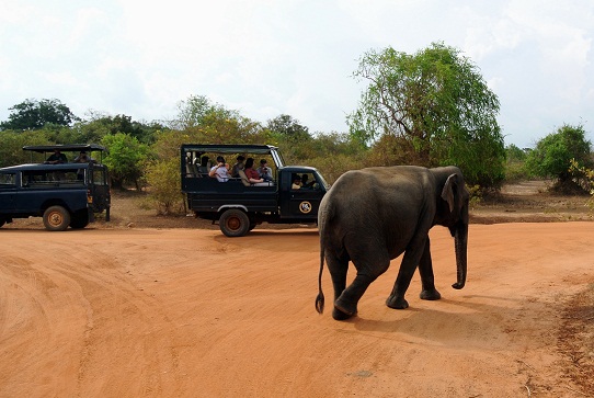 Yalan kansallispuisto - häämatkakohteet Sri Lankassa