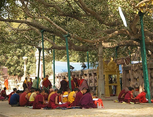 Bodhin puu