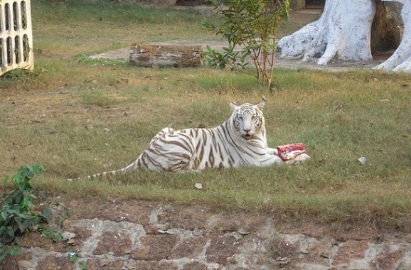 πάρκα-σε-bhubaneswar-nandankanan-zoological-park
