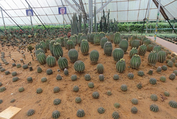 puistot-in-bhubaneswar-kaktus-puutarha