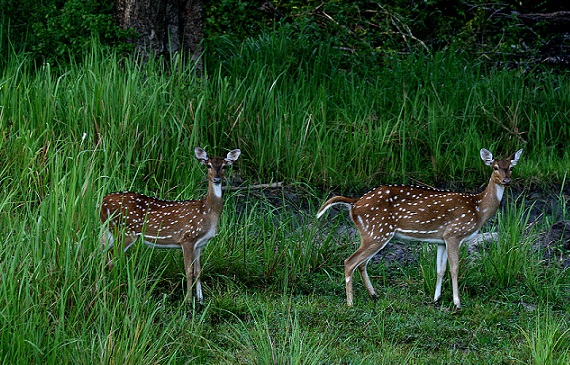 Εθνικό πάρκο Nagarhole Διάσημα πάρκα στο Mysore