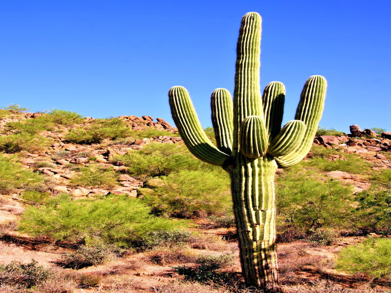 Οφέλη Saguaro (saguaro Cactus) Με θρεπτικά στοιχεία