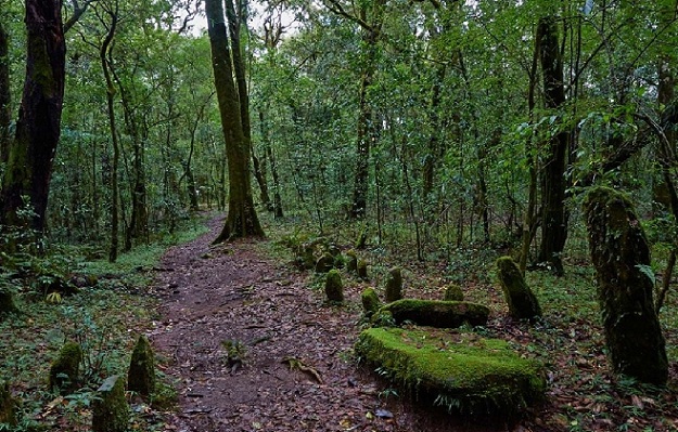 mawphlang-ιερό-δάσος_shillong-τουριστικά-μέρη