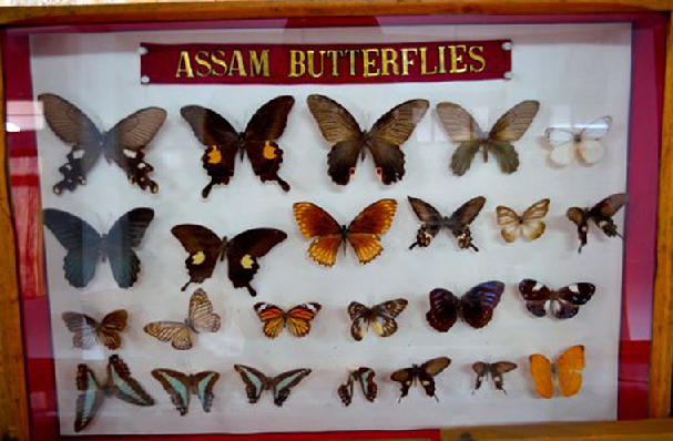 πεταλούδα-μουσείο_shillong-τουριστικά-μέρη