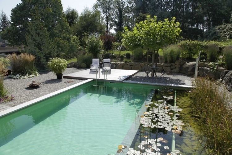 Ekologisk simdamm i trädgården naturliga pool-damm-näckrosor