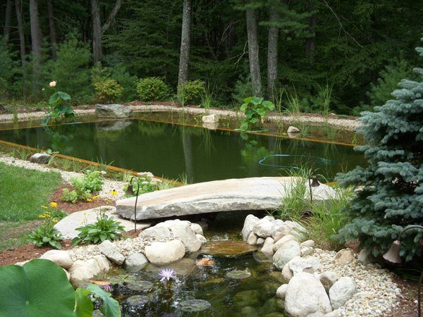 Bio simdamm i trädgården ser nära naturfördelar