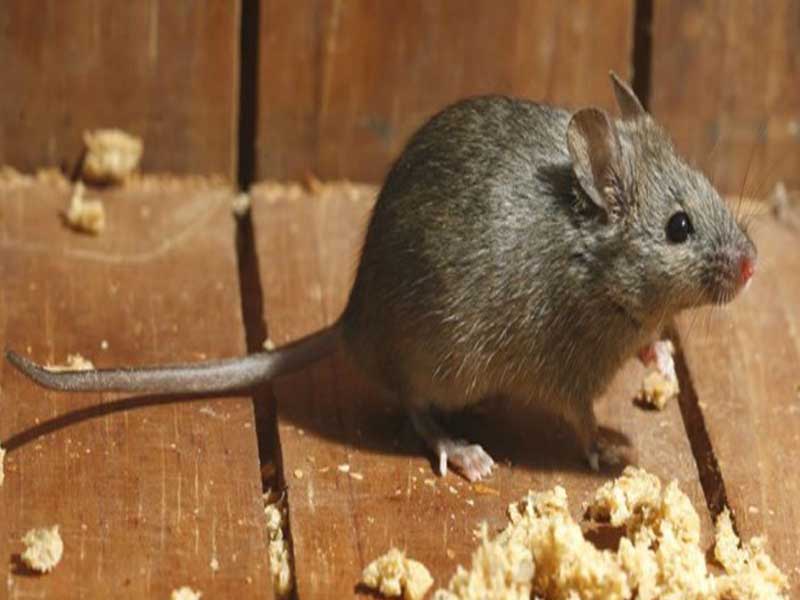 Luonnollisia keinoja päästä eroon hiiristä