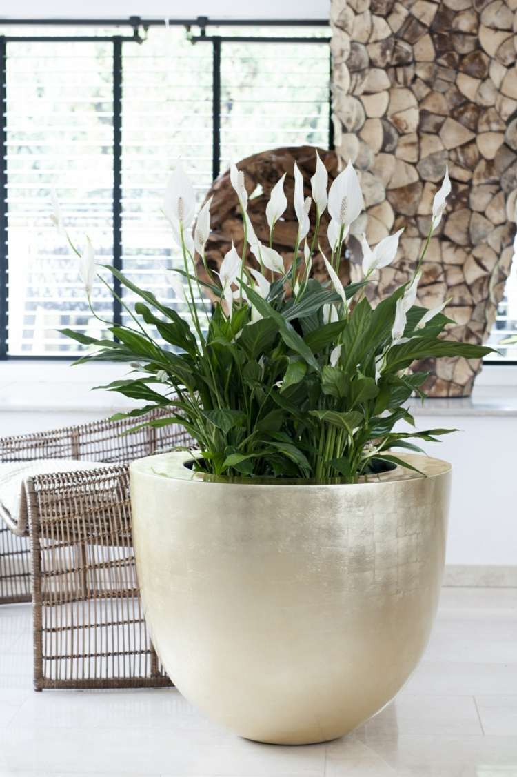 lättskött-inomhus-växter-enkla blad-vit-blomning-kruka-elegant