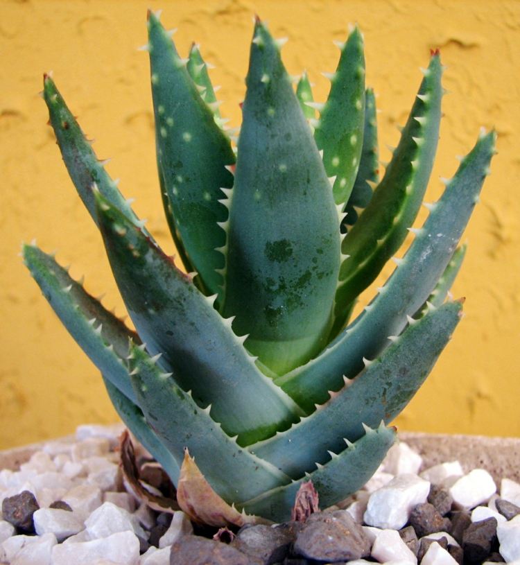 lättskött-inomhus-växter-aloe-vera-saftiga-elegant-sten