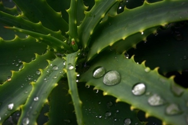 Aloe Vera växt mörkgröna köttiga löv-vattendroppar