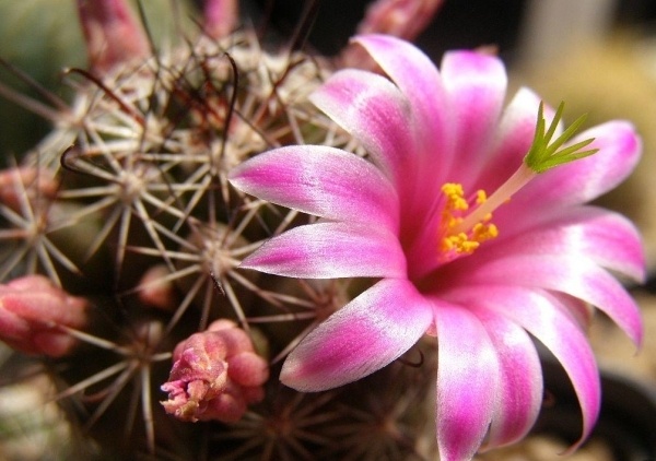 Mammillaria Pincushion Cactus-Home krukväxtidéer