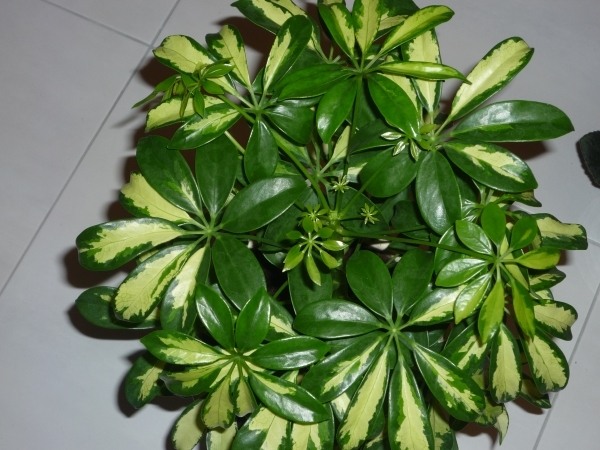 Schefflera small-ray aralia odlar inomhusväxter hemma