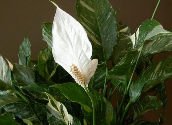 Spathiphyllum växter vita blommor vård tips