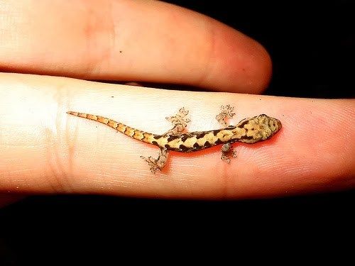 Kuohuviini Gecko Tattoo Design