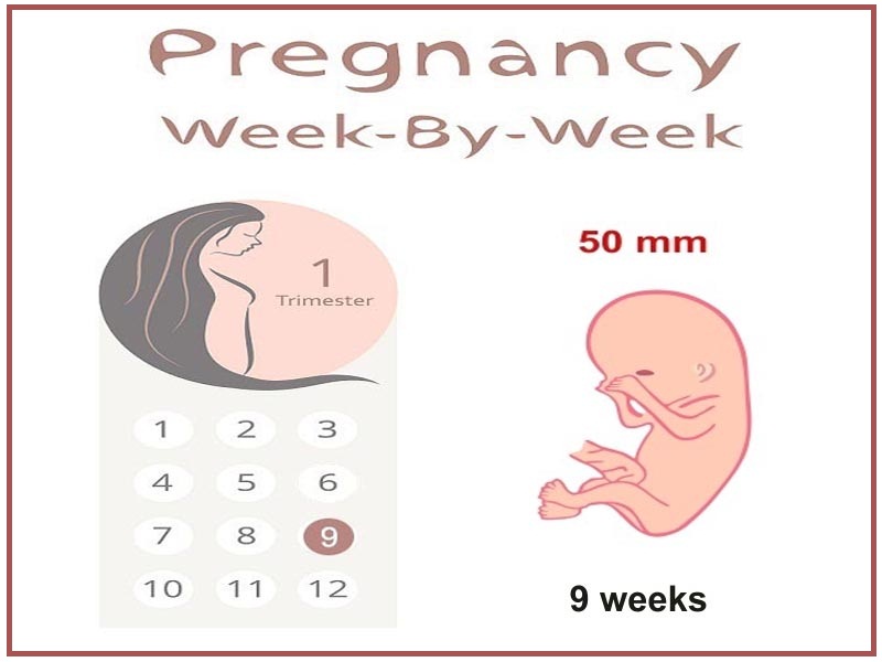 Έγκυος 9 εβδομάδων