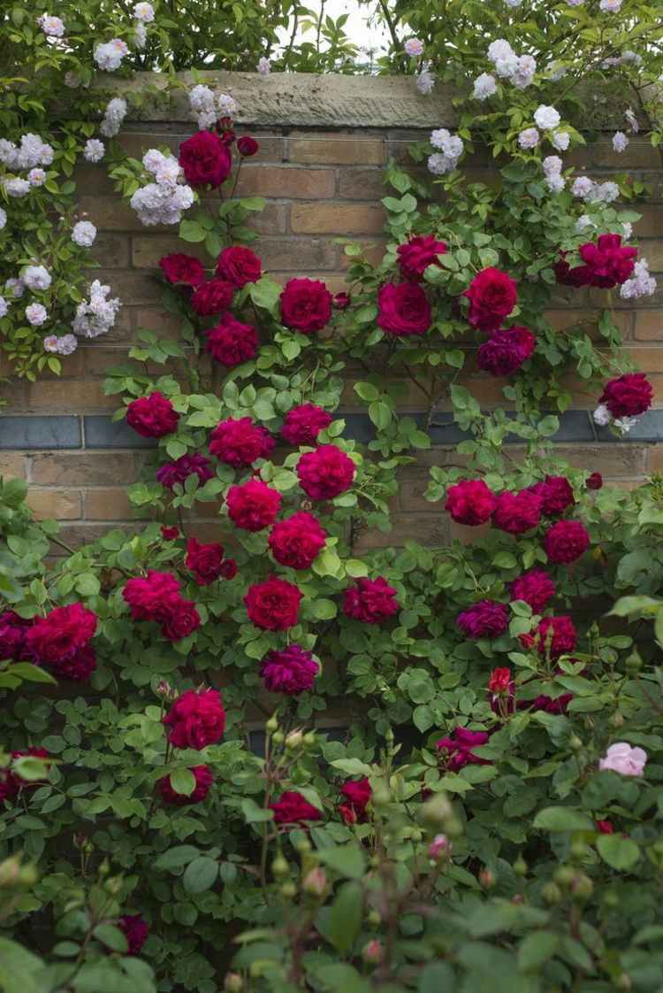 Omslag till staketet rose bordeaux väggdesign