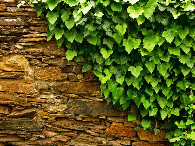 täck-för-staketet-murgröna-klättring-växt-sten-vägg