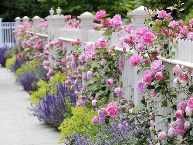 Trädgårdsstaket målat vitt rosbuske-rosa buskar-lavendel