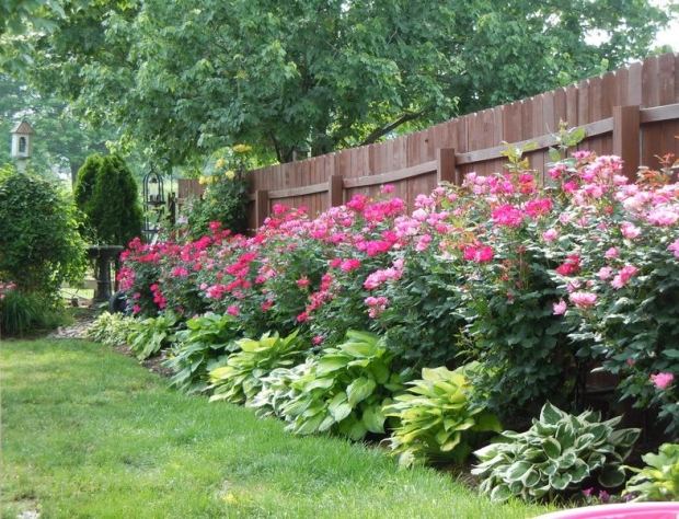rosor blommande trädgård-staket dekoration-doftande buskar