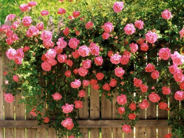 Färgglada rosesorter-doftande klättring ros buske trädgård staket dekoration
