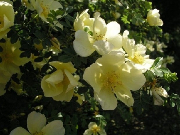 kinesisk gul klättring ros hugonis trädgård staket täcka idé