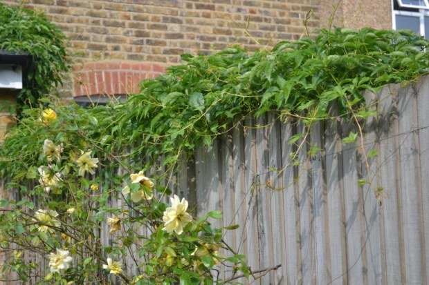 staket dekoration lock för staketet levande växter och blommor