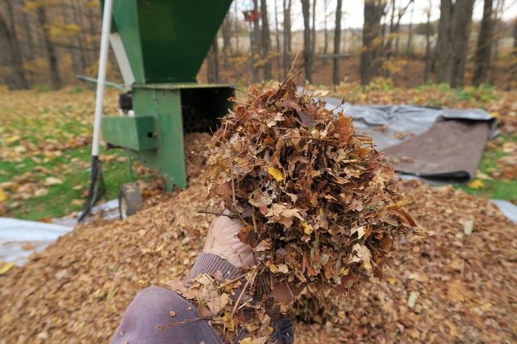 Höstlöv sönderdelar blad mulching