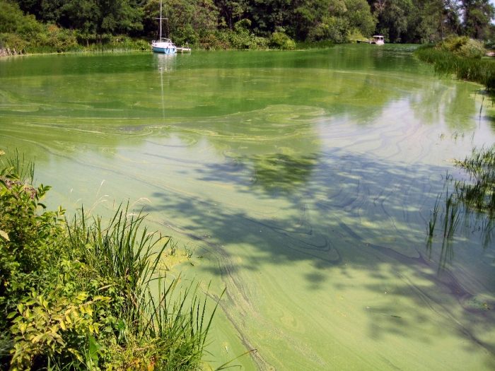 blågrön-AFA-alger-källa-till-klorofyll-supermat