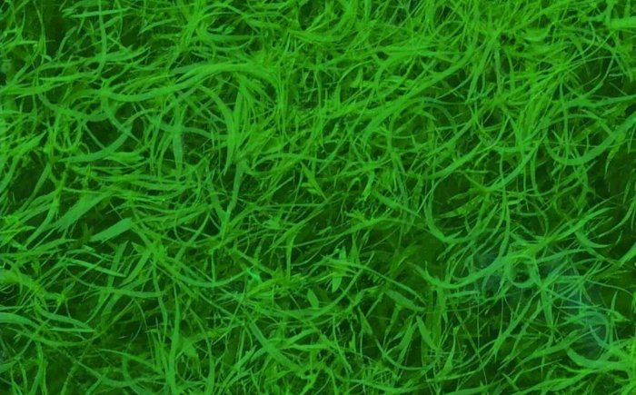 blågrön-AFA-alger-förbättra-immunitet