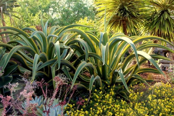 Agave-Vilmoriniana-i-trädgården-snabbt växande-torka-resistenta-växt-arter