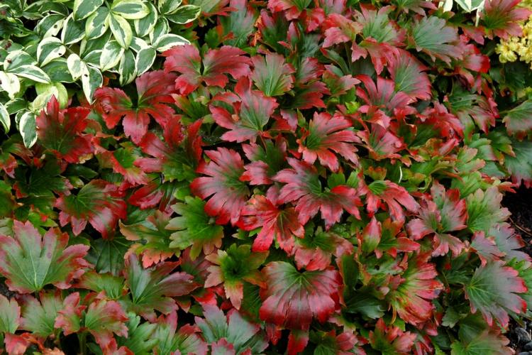 lönnlöv-buske-karasuba-i-trädgården-lövverk-färger-vackra