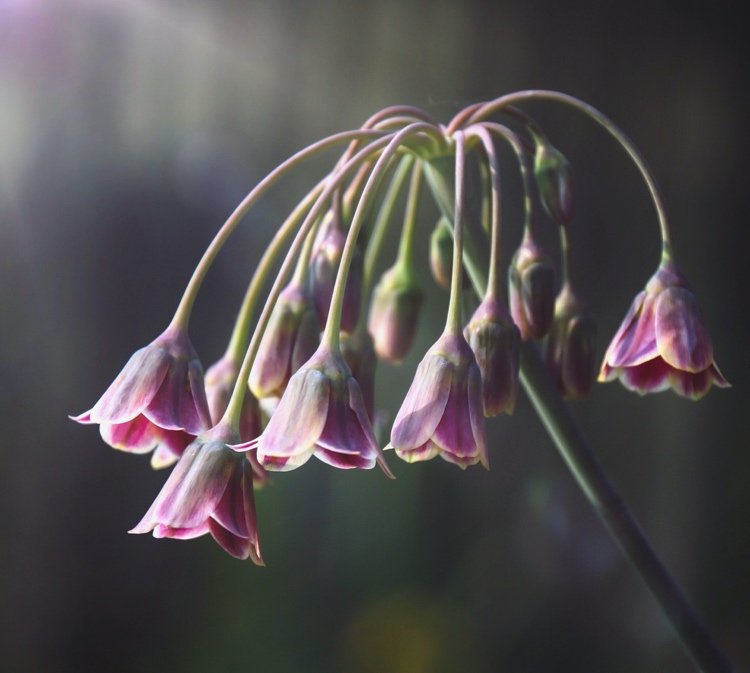 Nectaroscordum siculum (Allium bulgaricum) tolererar lite nyans