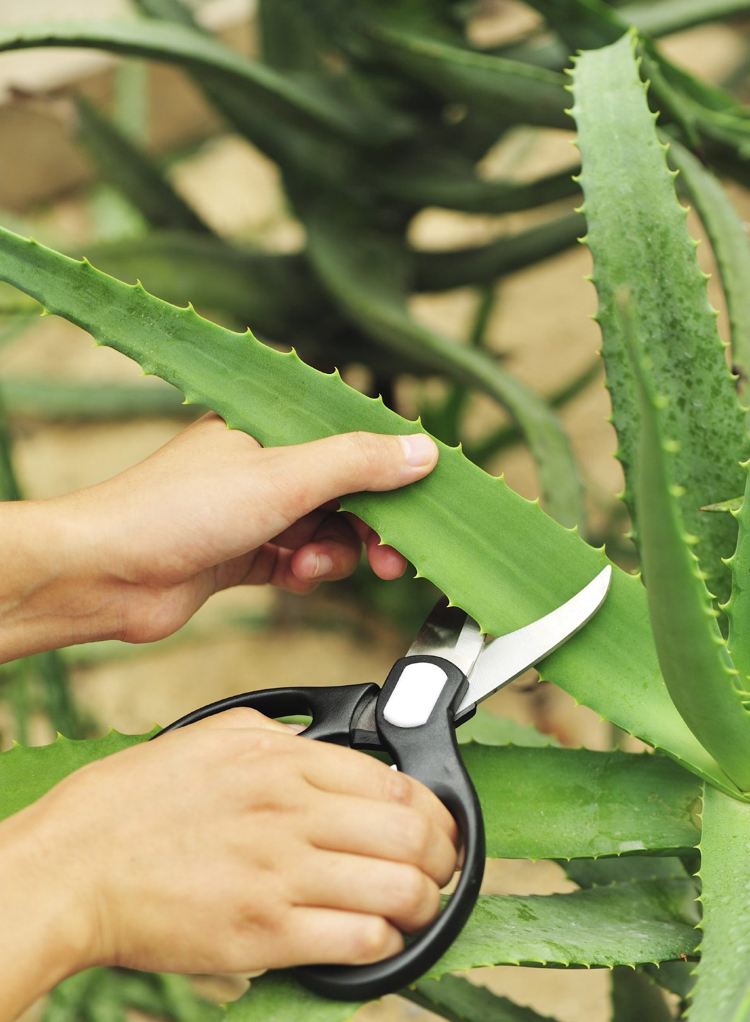 Aloe vera -skärande blad