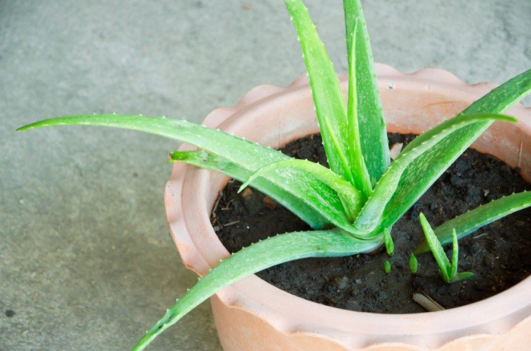 Aloe Vera planta utlöpare föröka sig vid sommaren
