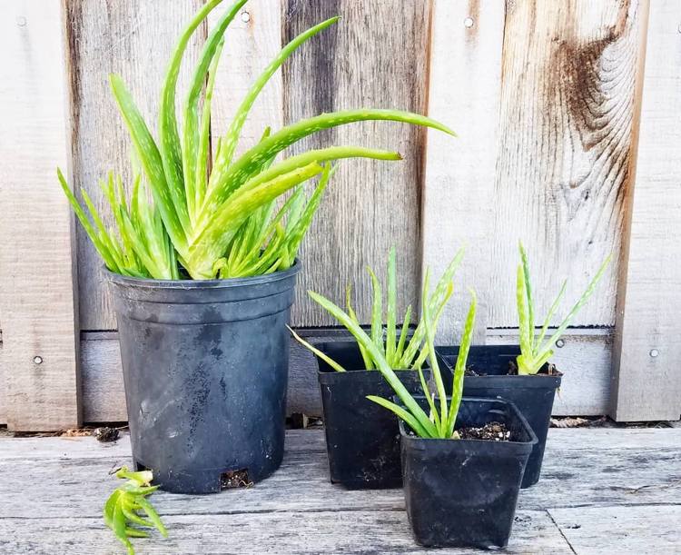 Aloe Vera unga plantor sticklingar multiplicerar krukor