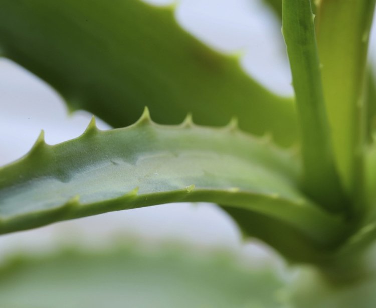 Aloe Vera lämnar tecken på växthälsa