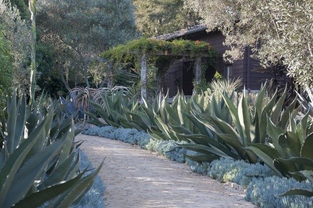 aloe vera växter Medelhavet trädgård design exempel trottoar