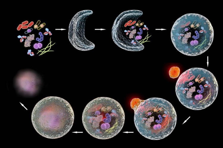 autofagiprocess i mänskliga celler - 3d illustration