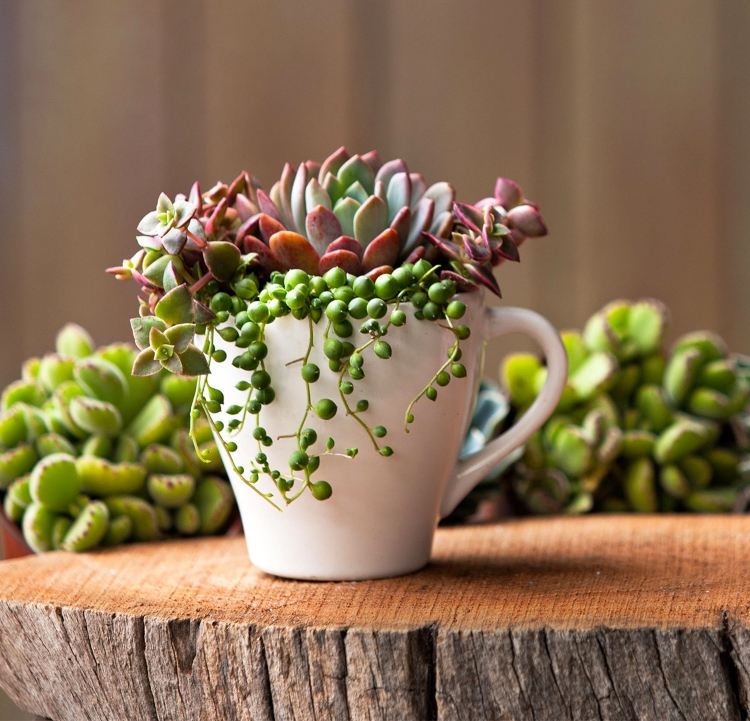 Plantera en tekopp med succulenter. Idéer för trädgårdsdekorationer