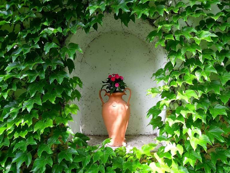 Amphora plant ivy accentuerade små rosor
