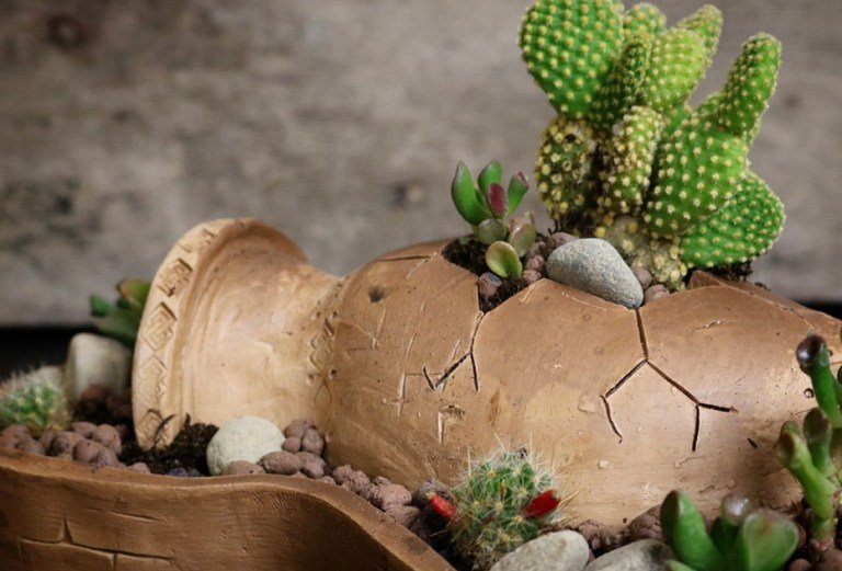 Amphora växter små saftiga kaktusar