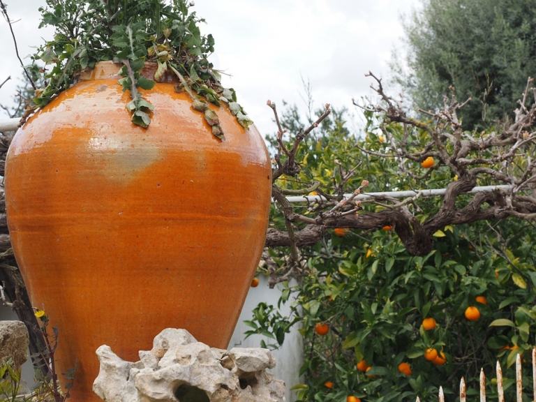 Amphora växt apelsinträd moderna terrakotta blomkrukor