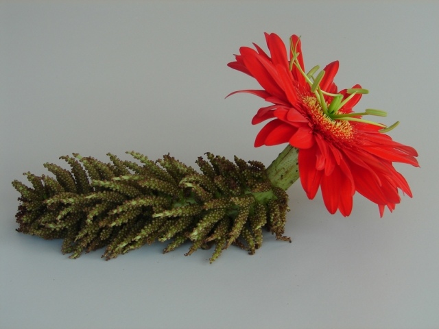 hybridblomma utveckla andreas vergijen blomsterhandlare hybridväxter och blomsterarrangemang