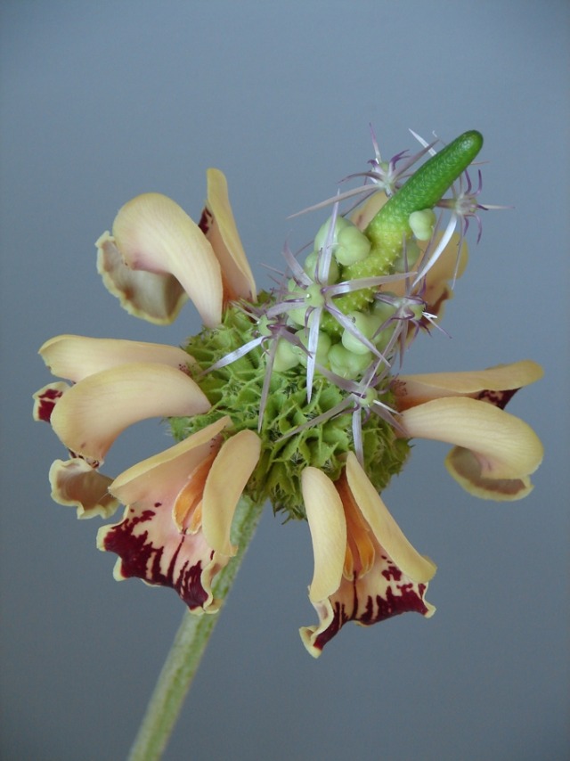 Hybridväxter och blomsterarrangemang orkidéblommor andreas verschijen
