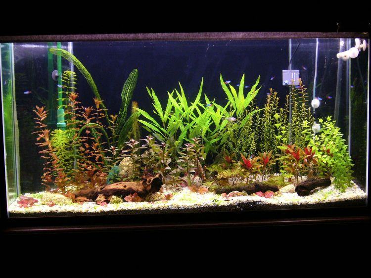Skapa ett akvariedesign-vattenväxter-fiskbelysning