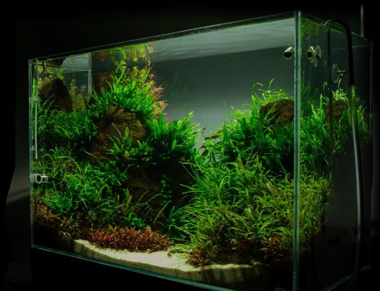 akvarium-uppsättning-vildmark-växter-grönt